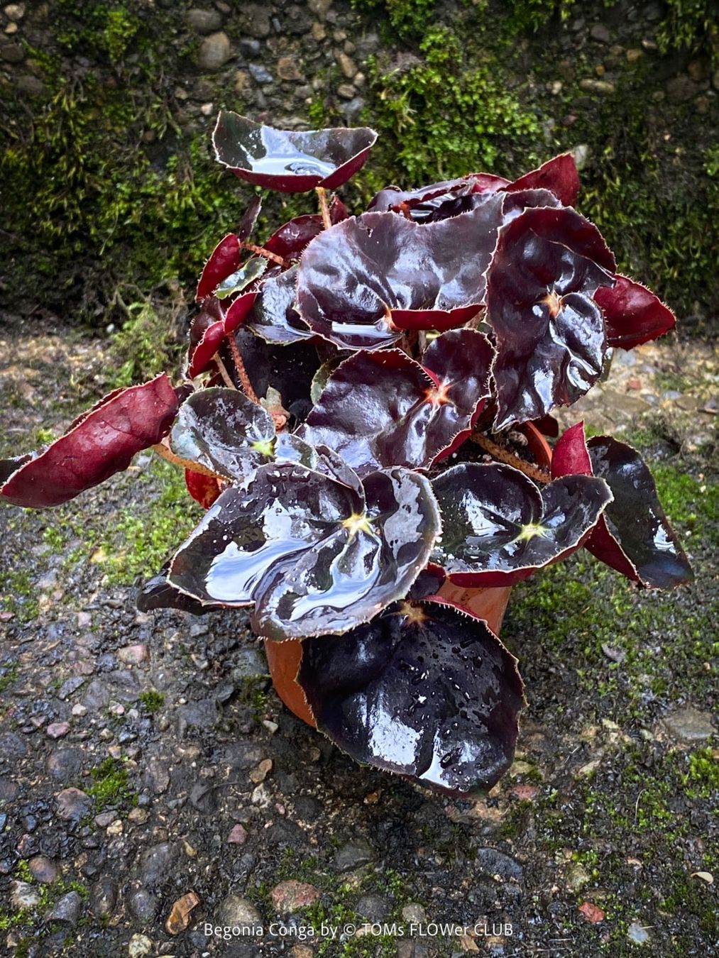 Pflanzen & Samen: Begonia Conga - wunderschöne samte burgundy Blätter – Neu und originalverpackt aus Adliswil von MarkyForest 2