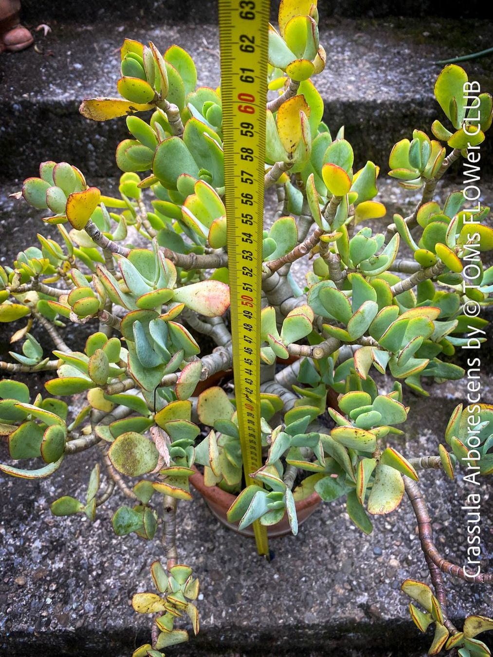Piante & sementi: Crassula Arborescens - Jadebusch - Bonsai - GeldbaumBäumchen – Nuovo e nell'imballaggio originale da Adliswil venduto da MarkyForest 3