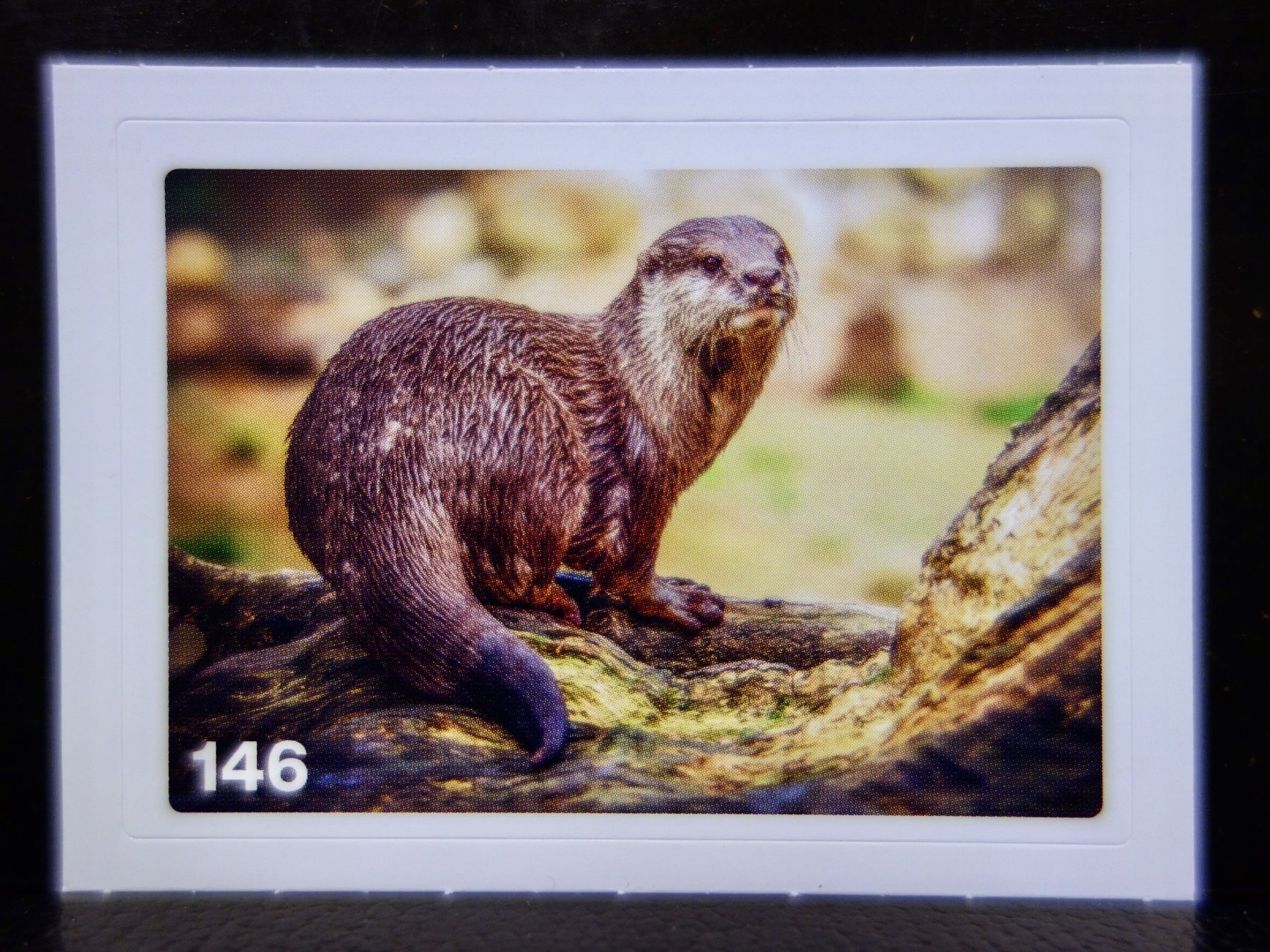 Migros Sammelbilder & Trading cards: MIGROS MANIA Nature Detectives Nr. 146 – Neu und originalverpackt aus Kerzers von djstarsky73