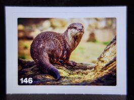 MIGROS MANIA Nature Detectives Nr. 146