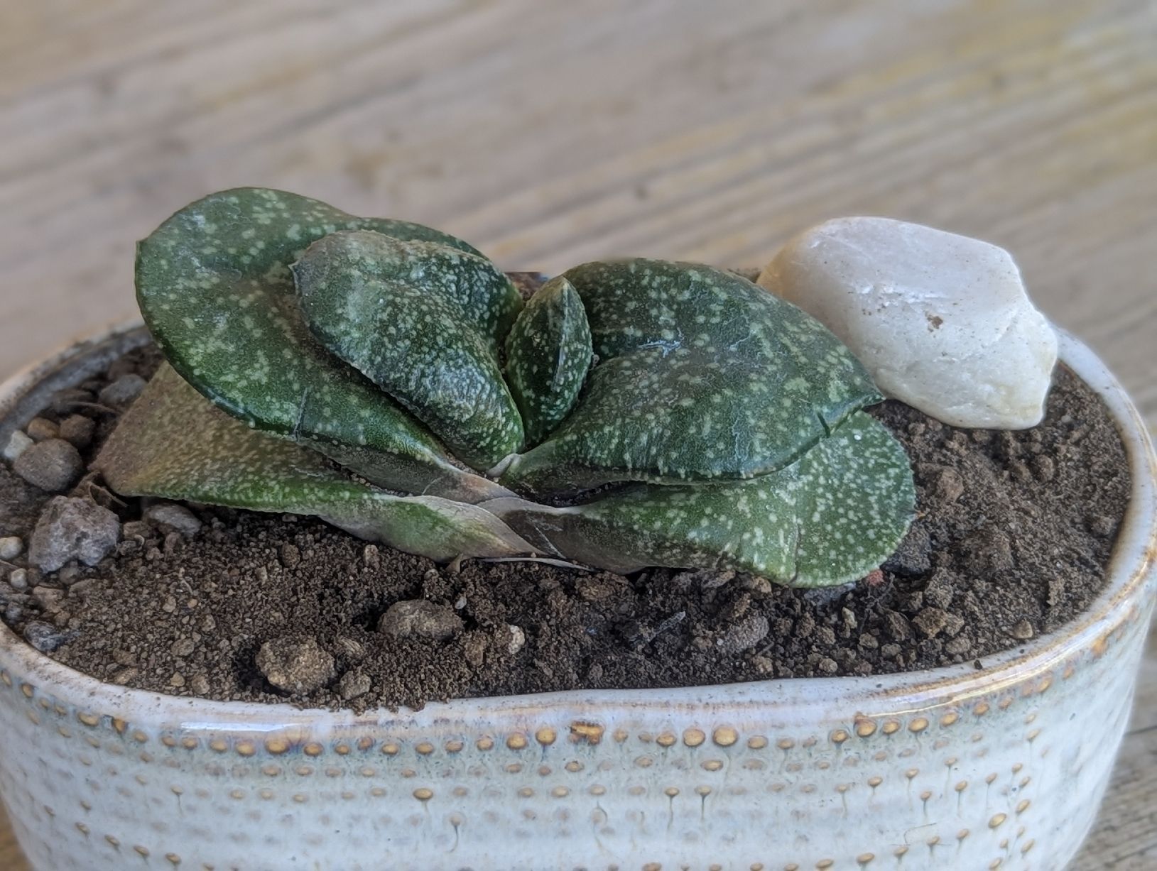 Piante & sementi: Gasteria armstrongii – Usato da Comano venduto da che_8lc2 1