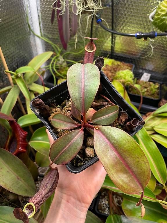 Piante & sementi: Nepenthes boschiana & weitere – Usato da Basel venduto da HelensNepenthe