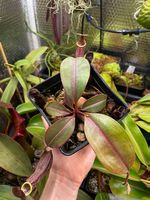 Nepenthes boschiana & weitere