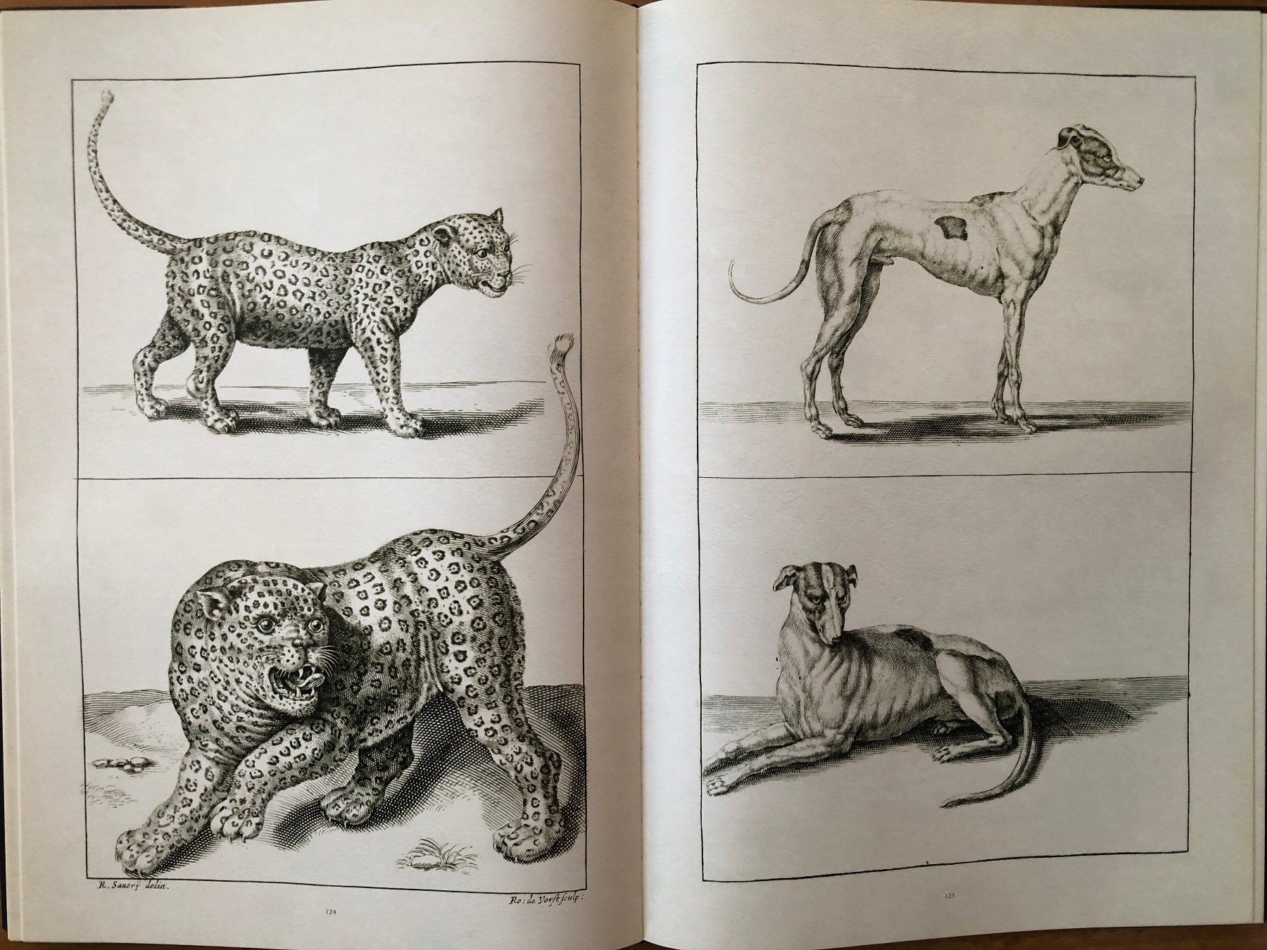 Libri: Kunst Buch: FREDERICK DE WIT - Lumen Picturae – Usato da Lugano venduto da gio.yo 5