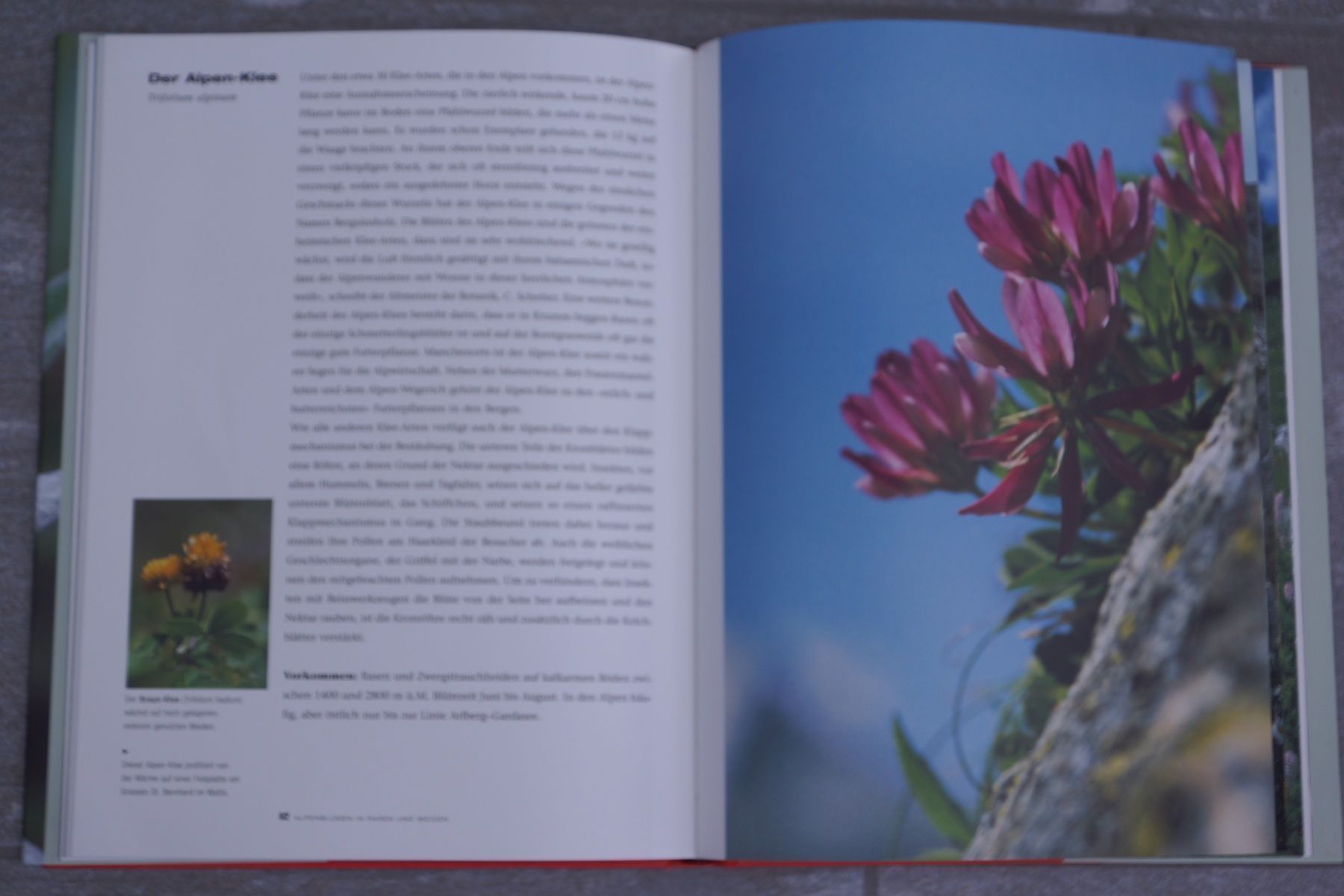 Libri: Die schönsten Alpenblumen – Nuovo (secondo la descrizione) da Obstalden venduto da Porco13 2