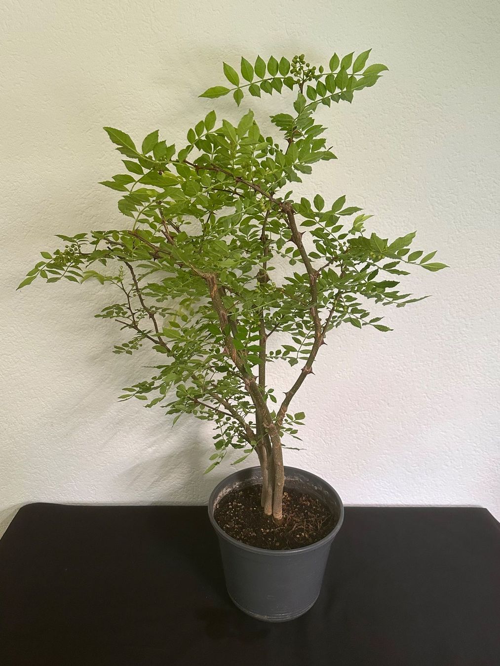 Pflanzen & Samen: Szechuanpfeffer Americanum – Gebraucht aus Reinach BL von Kleinzoo05 1