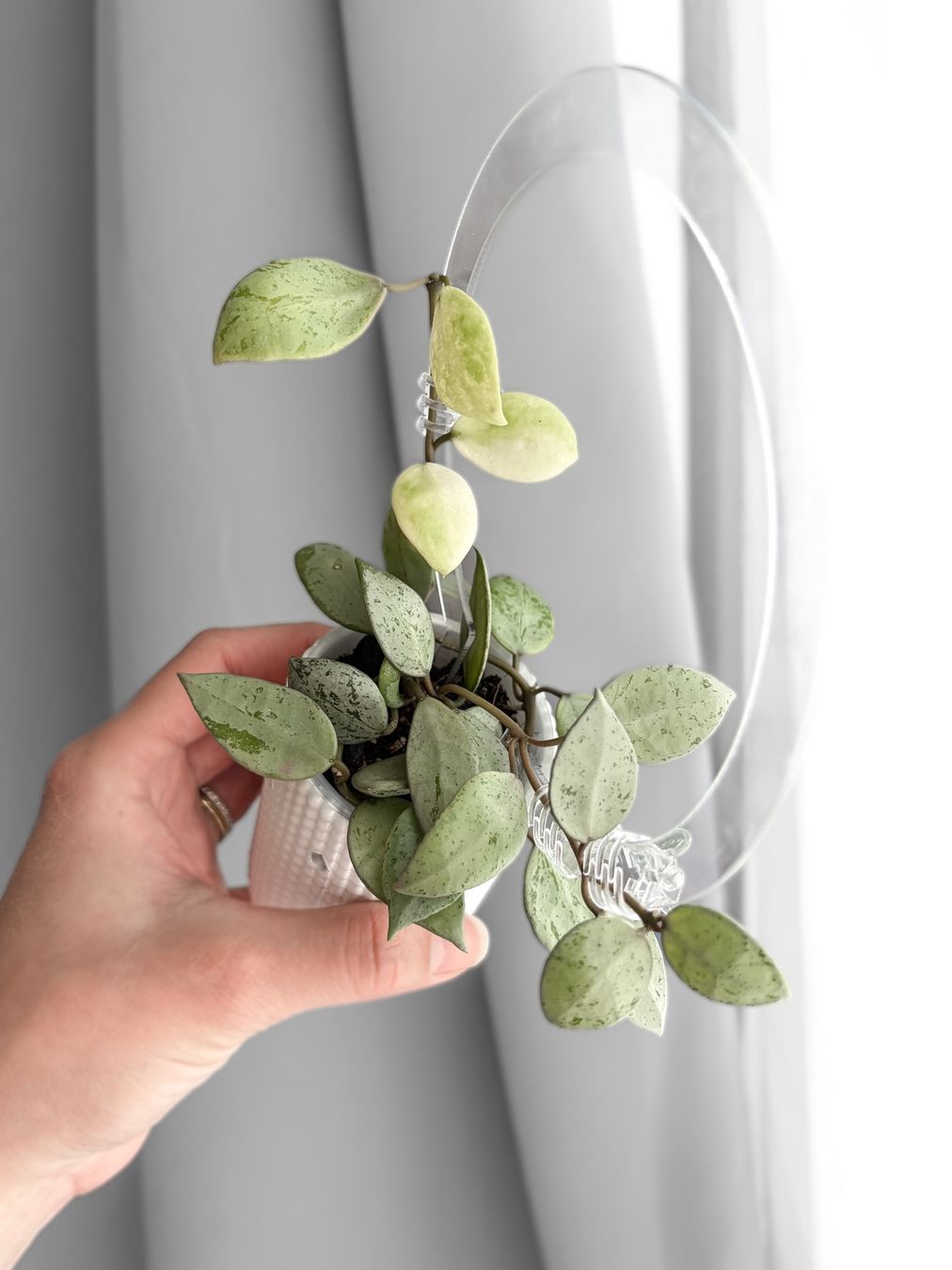 Pflanzen & Samen: Hoya Lacunosa 'Sulcata' – Neu (gemäss Beschreibung) aus Seuzach von animaplants
