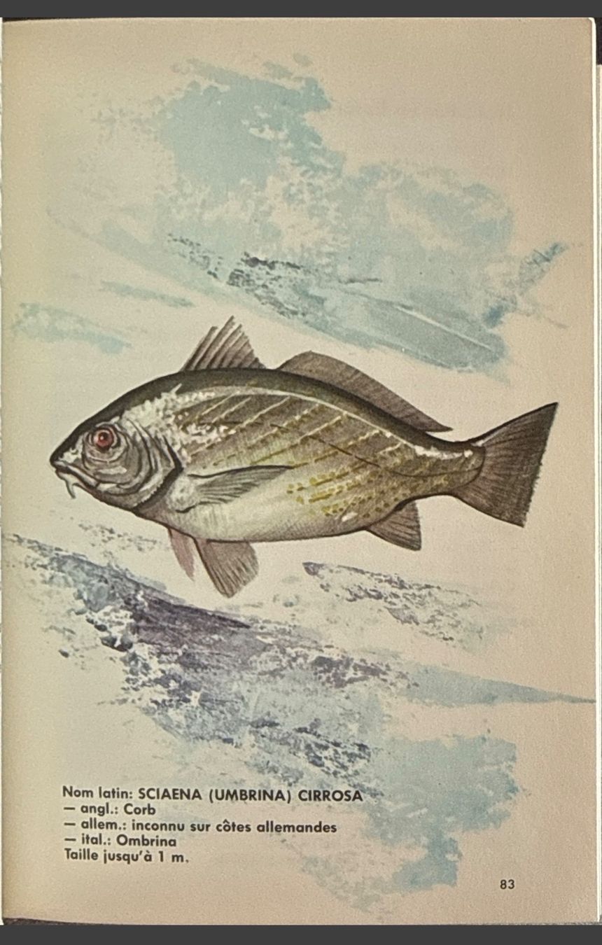 Libri: Guide Pêche en Mer Hachette 1964 160 pages illustrées – Usato da Fleurier venduto da jea_j77g 6