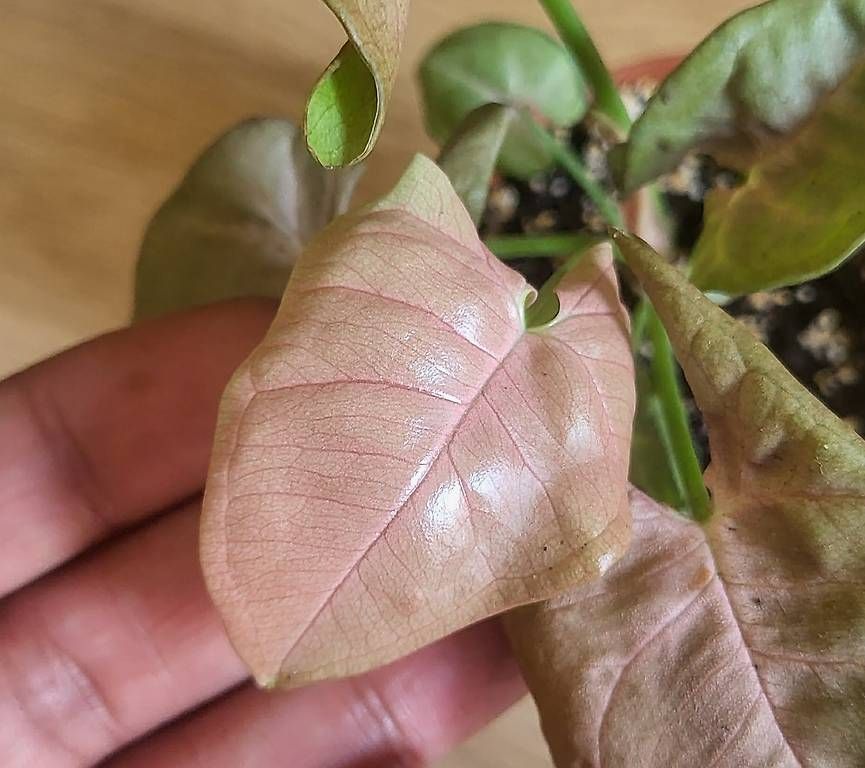 Piante & sementi: Syngonium Pink Neon – Usato da Pregassona venduto da maslud