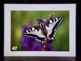 MIGROS MANIA Nature Detectives Nr. 47