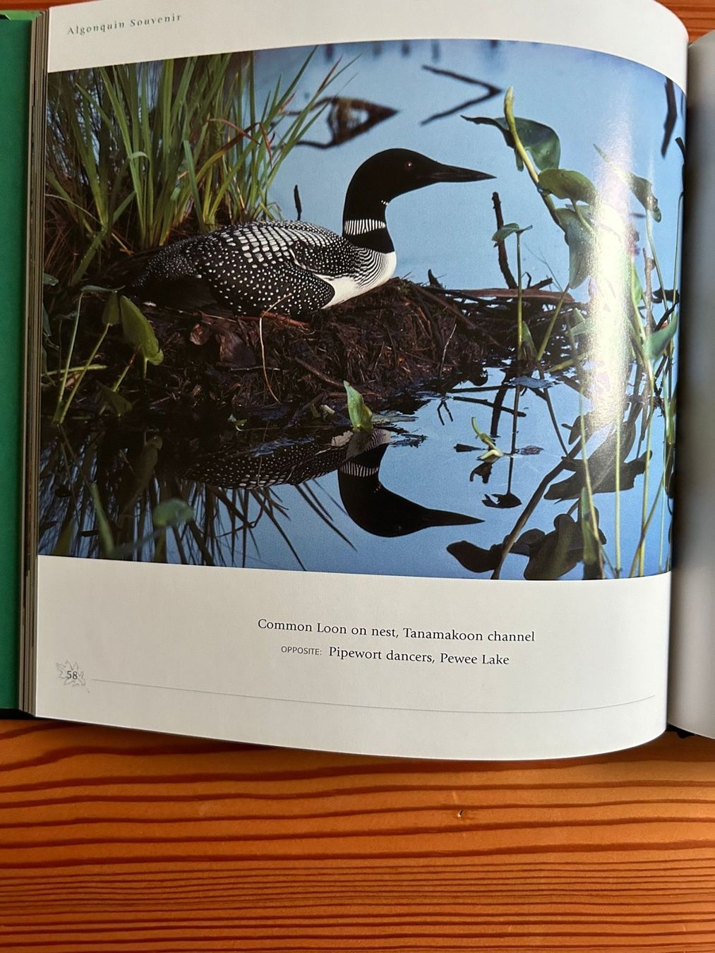 Libri: Algonquin Souvenir von Michael Runtz / NEU – Nuovo e nell'imballaggio originale da Zürich venduto da elsoca 2