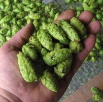 100 BIO-HOPFENSAMEN 🌱 100 GRAINES DE HOUBLON BIO 100 SEMI