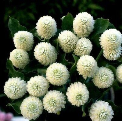 Pflanzen & Samen: 50 Samen Kugelamarant Gomphrena WHITE Samen – Neu (gemäss Beschreibung) aus Ehrendingen von VerveinaSamen 4