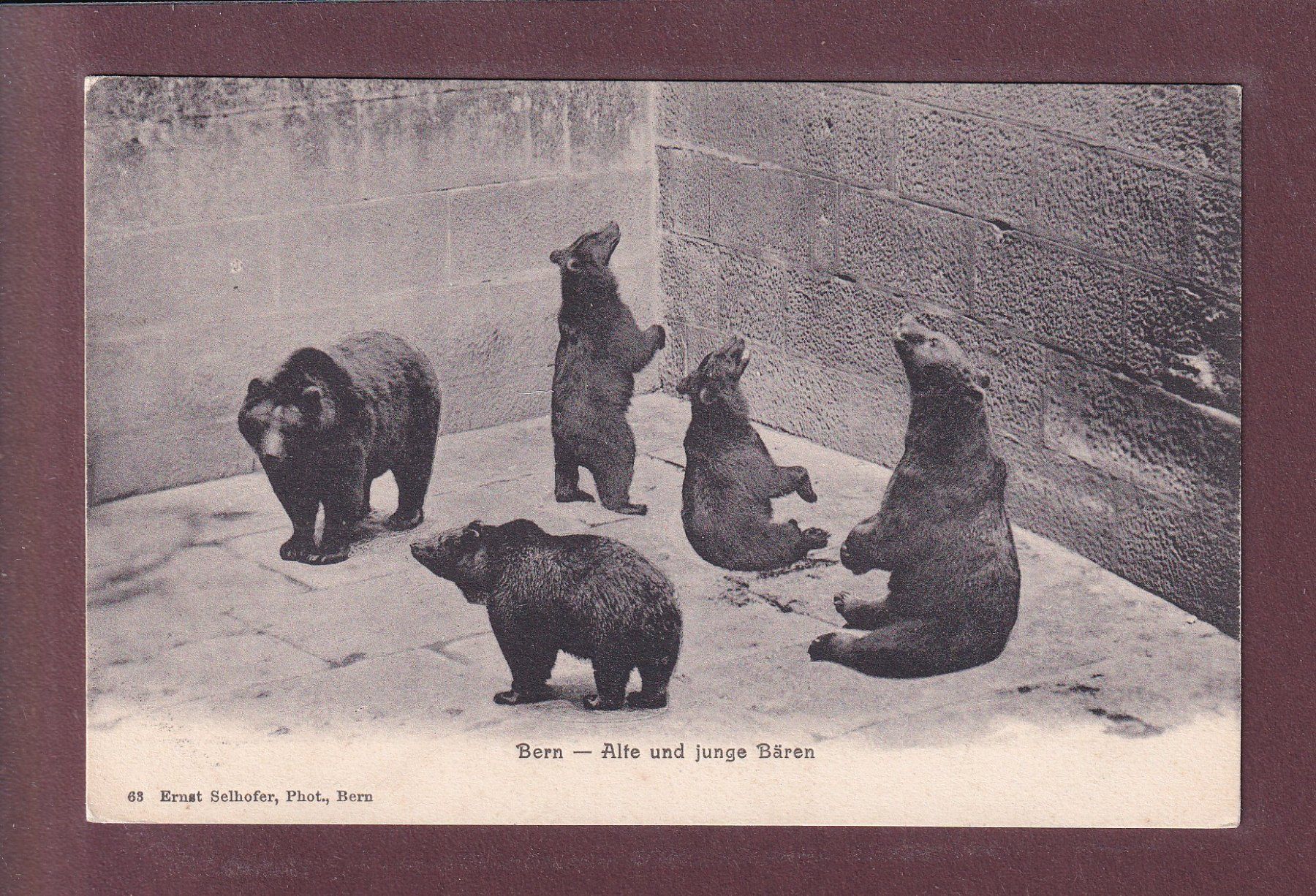 Cartes postales: BERN - Bärengraben – D'occasion à Pully par nicecards