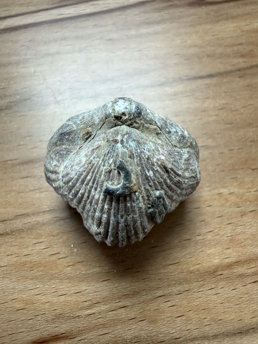 Fossili: fossiler Brachiopode – Usato da Grenchen venduto da Bastet007 2