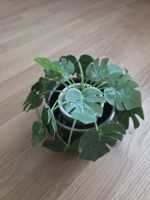 Künstliche Monstera im dekorativen Übertopf – gebraucht