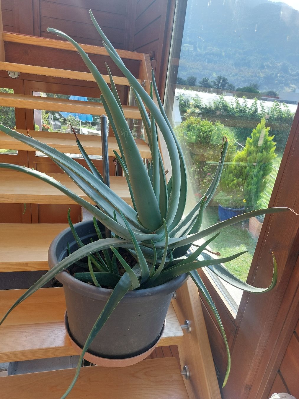 Pflanzen & Samen: Eine riesen grosse Aloe Vera – Neu (gemäss Beschreibung) aus Landquart von Cedes 1