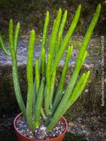 Euphorbia Alluaudii - architektonische Rarität - Madagaskar