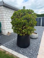 Geldbaum / Pfennigbaum (Crassula ovata) - Grosses Exemplar