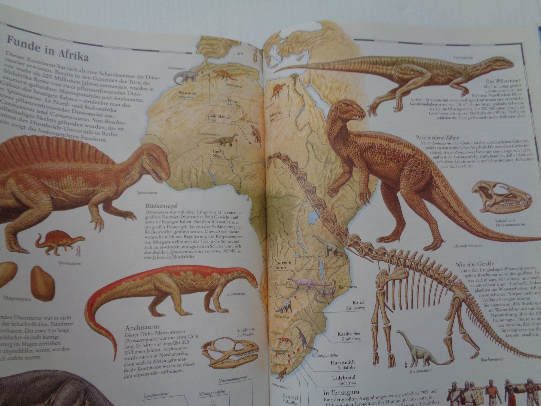 Libri: Bildatlas der Dinosaurier - entdecken - vergleichen – Usato da Chur venduto da Oregano1 5