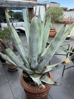 Große Agave im Terrakotta-Topf  über 1,50m hoch