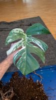 Monstera Deliciosa Variegata Steckling