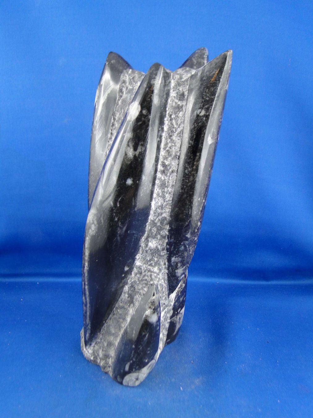 Fossili: Orthoceras Skulptur – Usato da Schinznach Bad venduto da Demerald 8