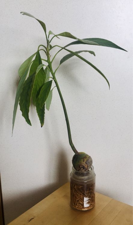 Avocadobaum Kaufen auf Ricardo