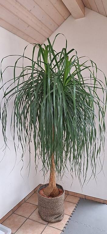 Plantes & graines: Pflanze - Elefantenfuss – D'occasion à Ittigen par Diana800