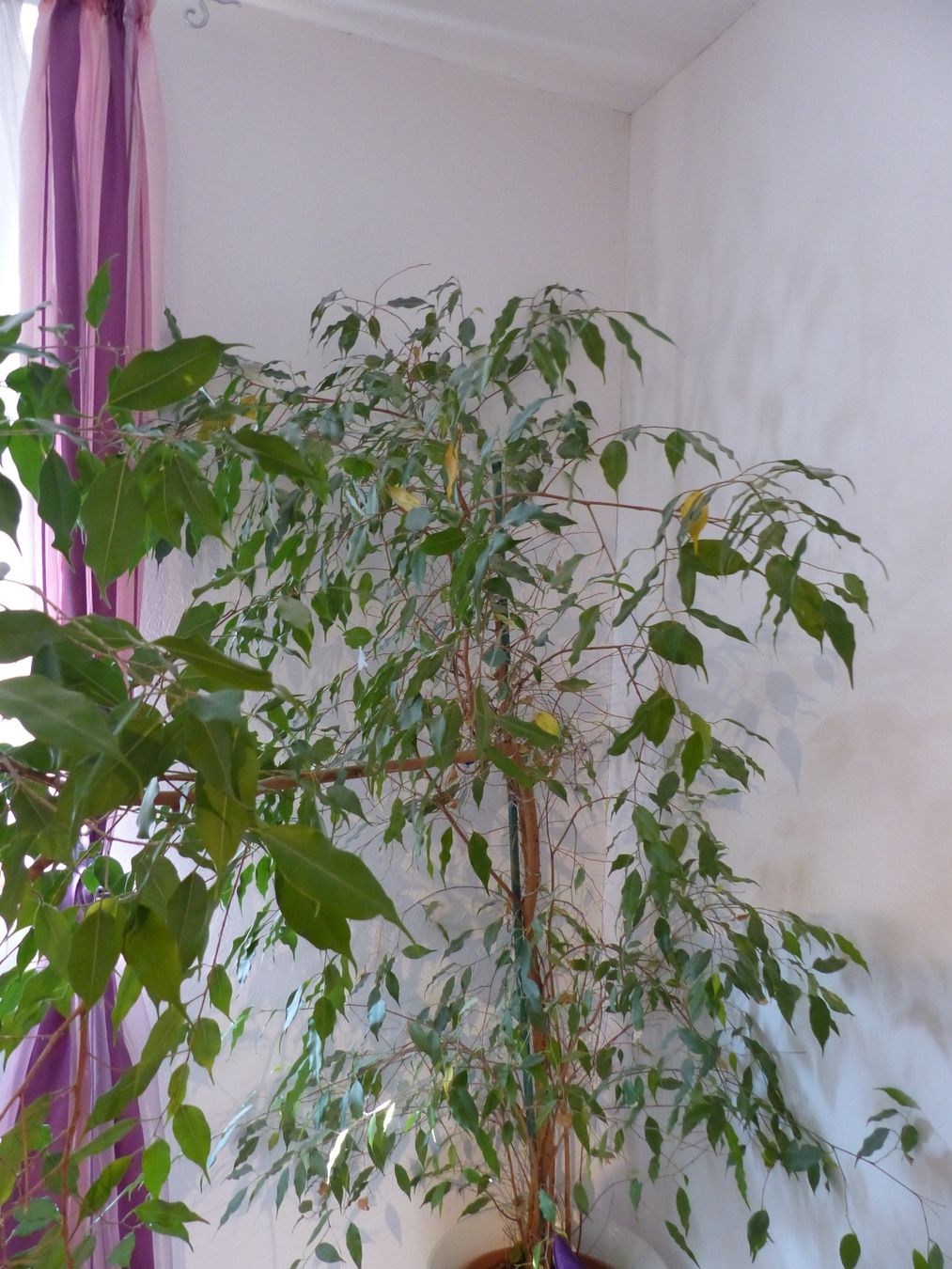 Pflanzen & Samen: Birkenfeige Ficus Benjamin zu verkaufen – Gebraucht aus Bözen von Peperoni61 1