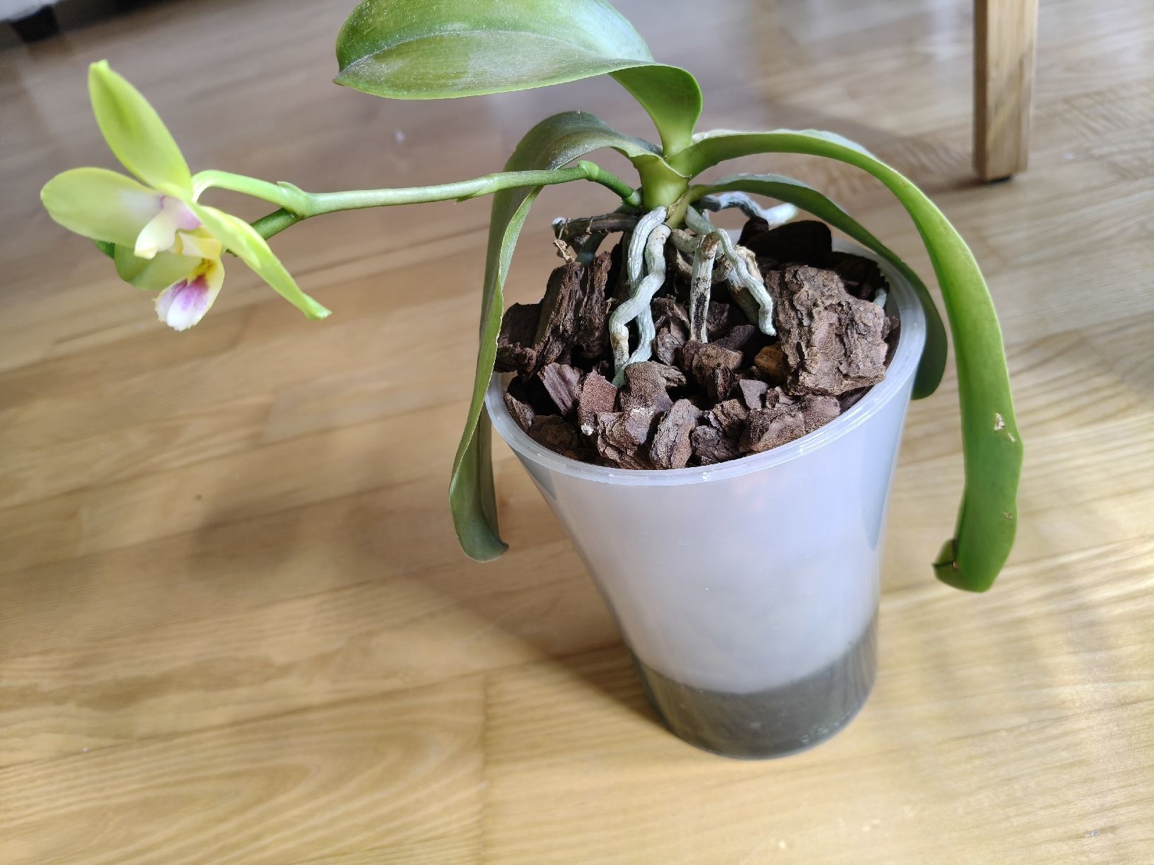 Piante & sementi: Phalaenopsis KS Viogold Green – Usato da Chamoson venduto da Yuriyaa 2