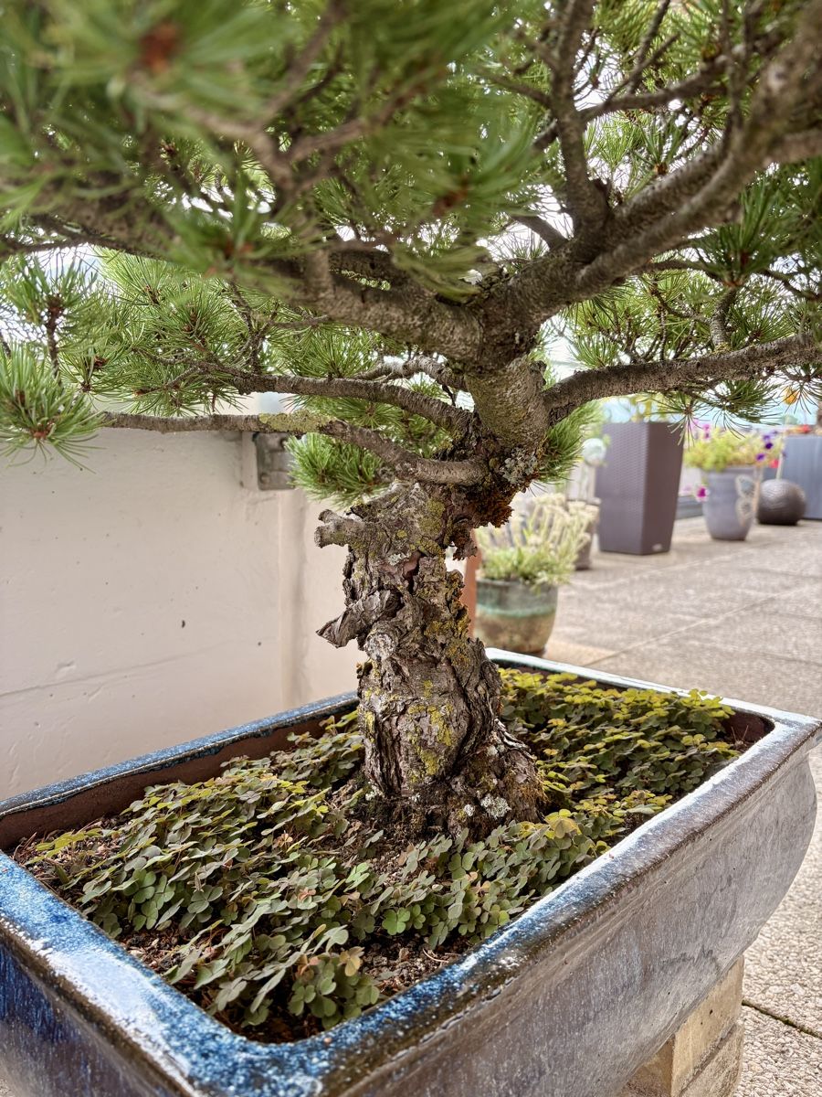 Pflanzen & Samen: Bonsai Kiefer – Gebraucht aus Oberengstringen von Bfzsmr 2