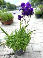 Blaue Blumen Kombination 