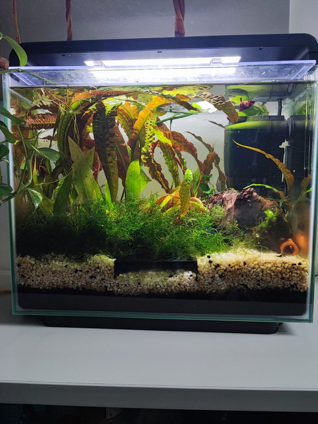 Amazonas Acquari: Amazonas World E-40 Aquarium 34L with LED light, upgraded fi – Usato da Zürich venduto da deb_n55g 3
