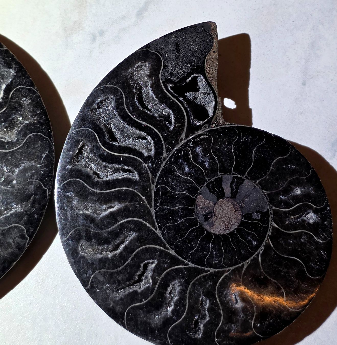 Fossili: Schwarzes Ammoniten Paar A 181g – Nuovo e nell'imballaggio originale da Matzingen venduto da Shay_Crystalz 1