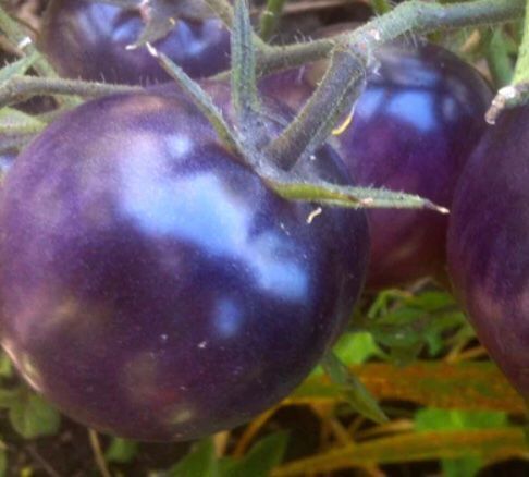 Pflanzen & Samen: 10 SAMEN Tomaten Précoce BIO BOSQUE BLUE – Neu und originalverpackt aus Rovio von POSITIFFARTandPLANTS 4