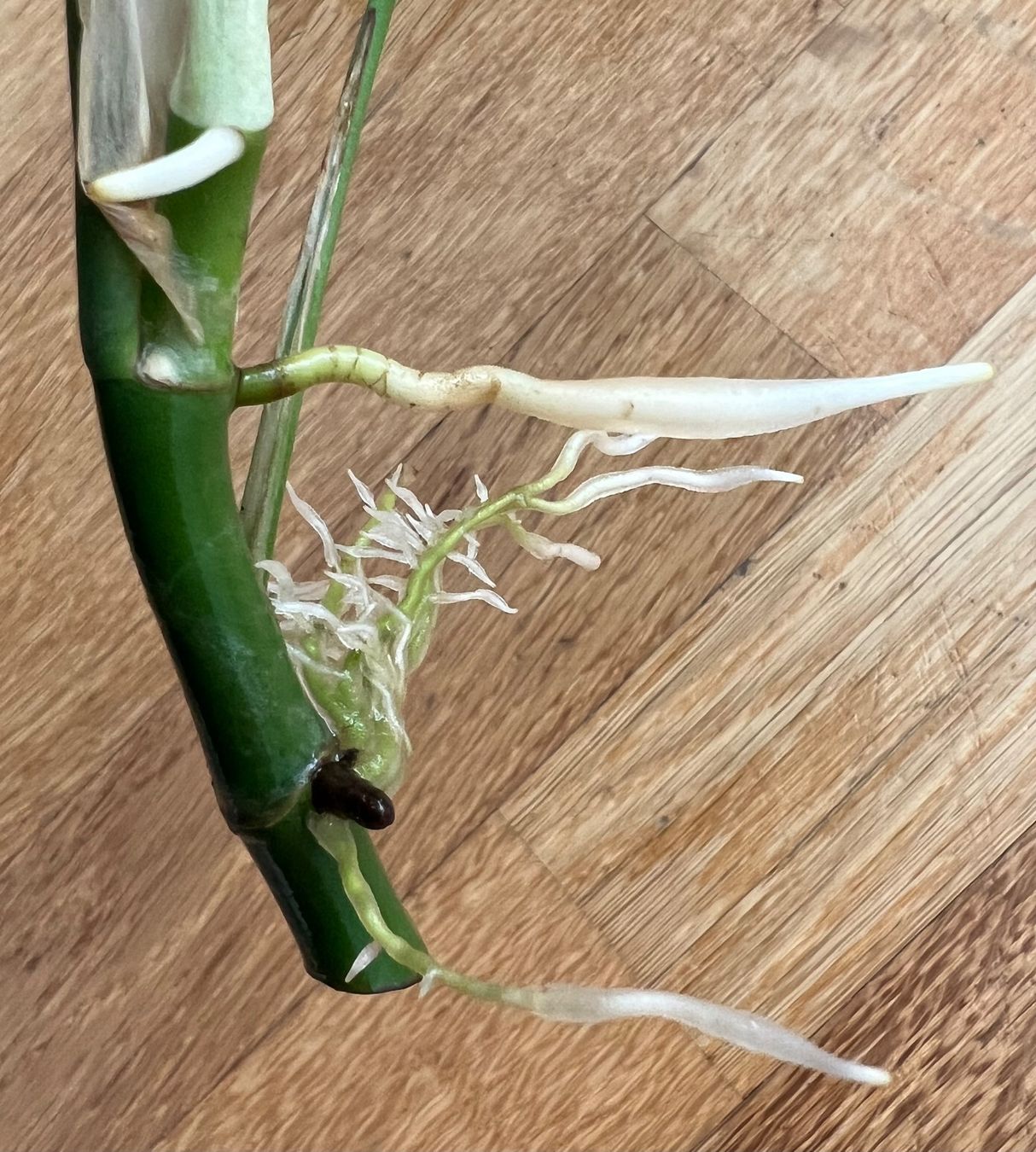 Piante & sementi: Monstera minima Kopfsteckling🔥 – Usato da Glattpark(Opfikon) venduto da ste_n99y 1