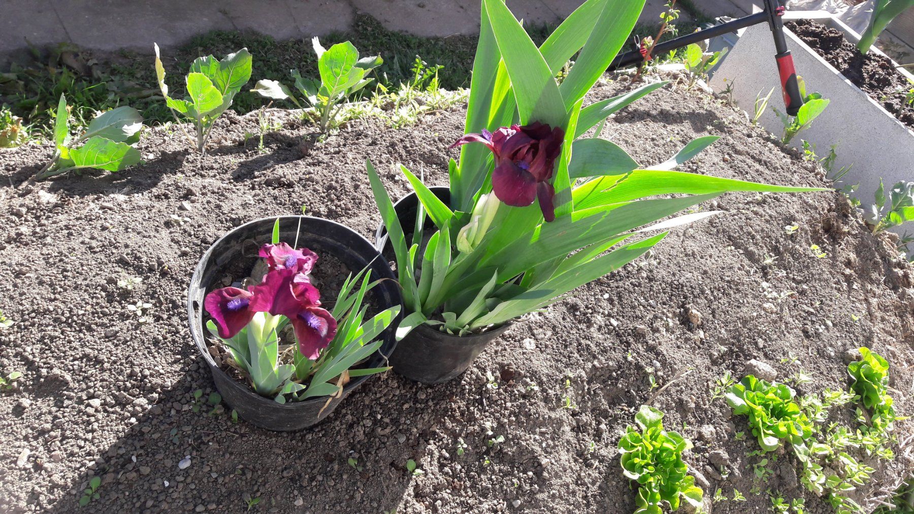 Piante & sementi: Iris Germanica-Grp. Schwertlilie – Usato da Zug venduto da SirGoldFish 1