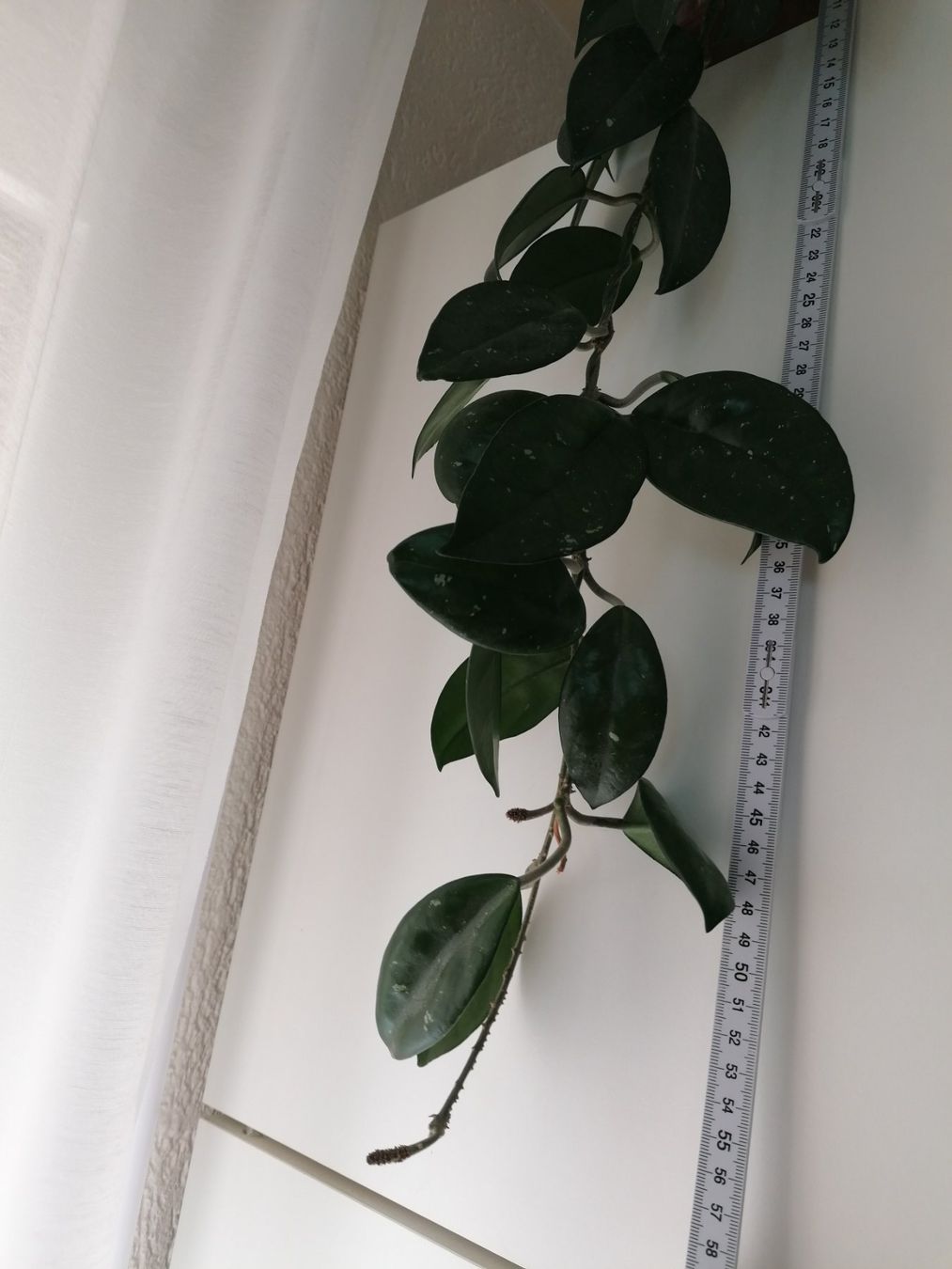Plantes & graines: Plante Hoya Carnosa +58 cm – Neuf (Voir description) à Le Mont-Pèlerin par dundun1 1