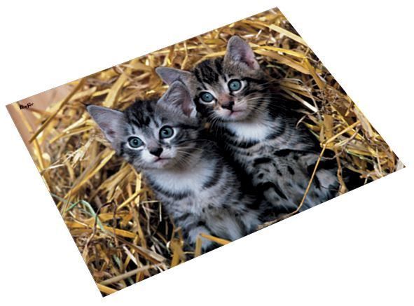 Scrivanie: Schreibunterlage Katzen, 40x53 cm – Nuovo e nell'imballaggio originale da St. Gallen venduto da cointec 3