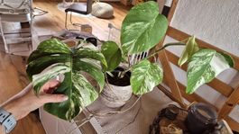 Monstera Albo Variegata Pflanze guter Zustand