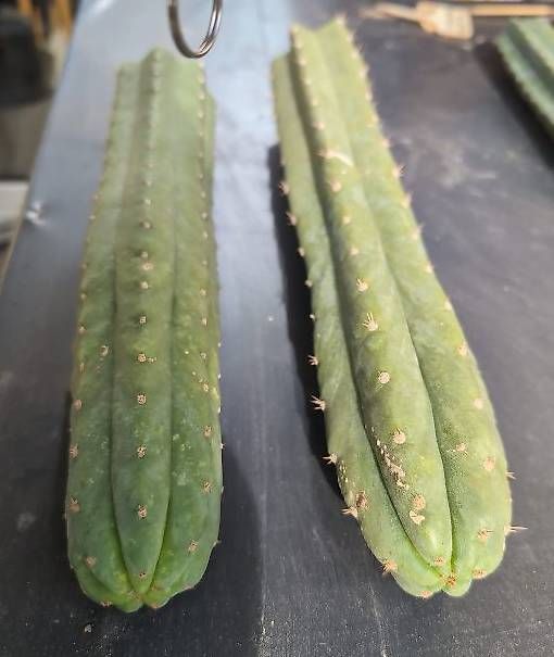 Piante & sementi: 2x Echinopsis Pachanoi – Nuovo (secondo la descrizione) da Grolley venduto da eluveitie32 2