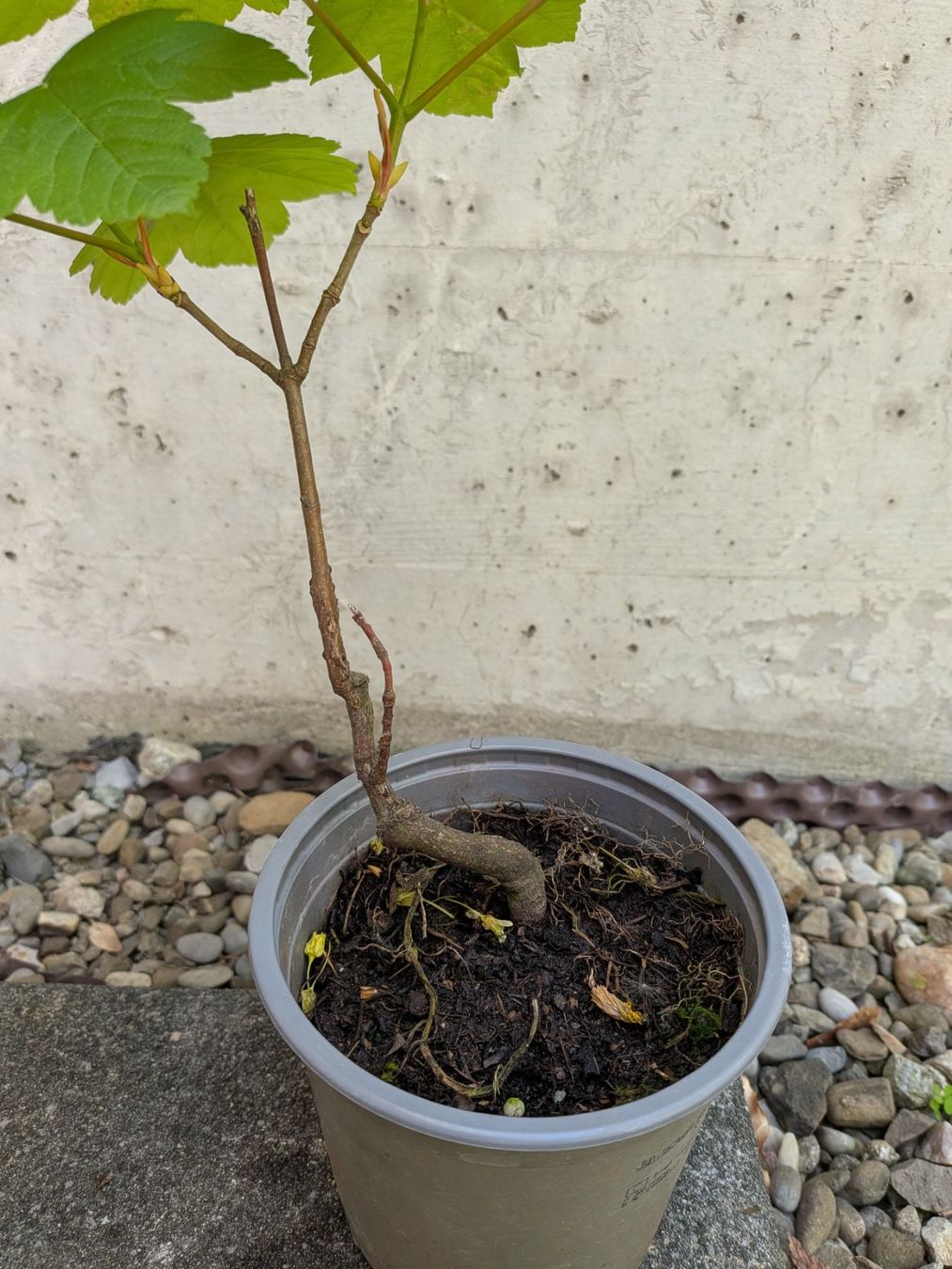 Piante & sementi: Bonsai Rohmaterial ab CHF 5: Bergahorn – Usato da Bern venduto da Hydrom 1