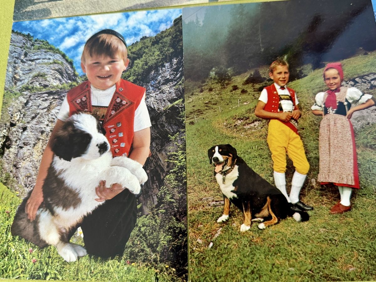 Cartoline postali: Konvolut Schweizer Ansichtskarten Berner Sennenhund Ziegen K – Nuovo (secondo la descrizione) da Libingen venduto da Wisli 5