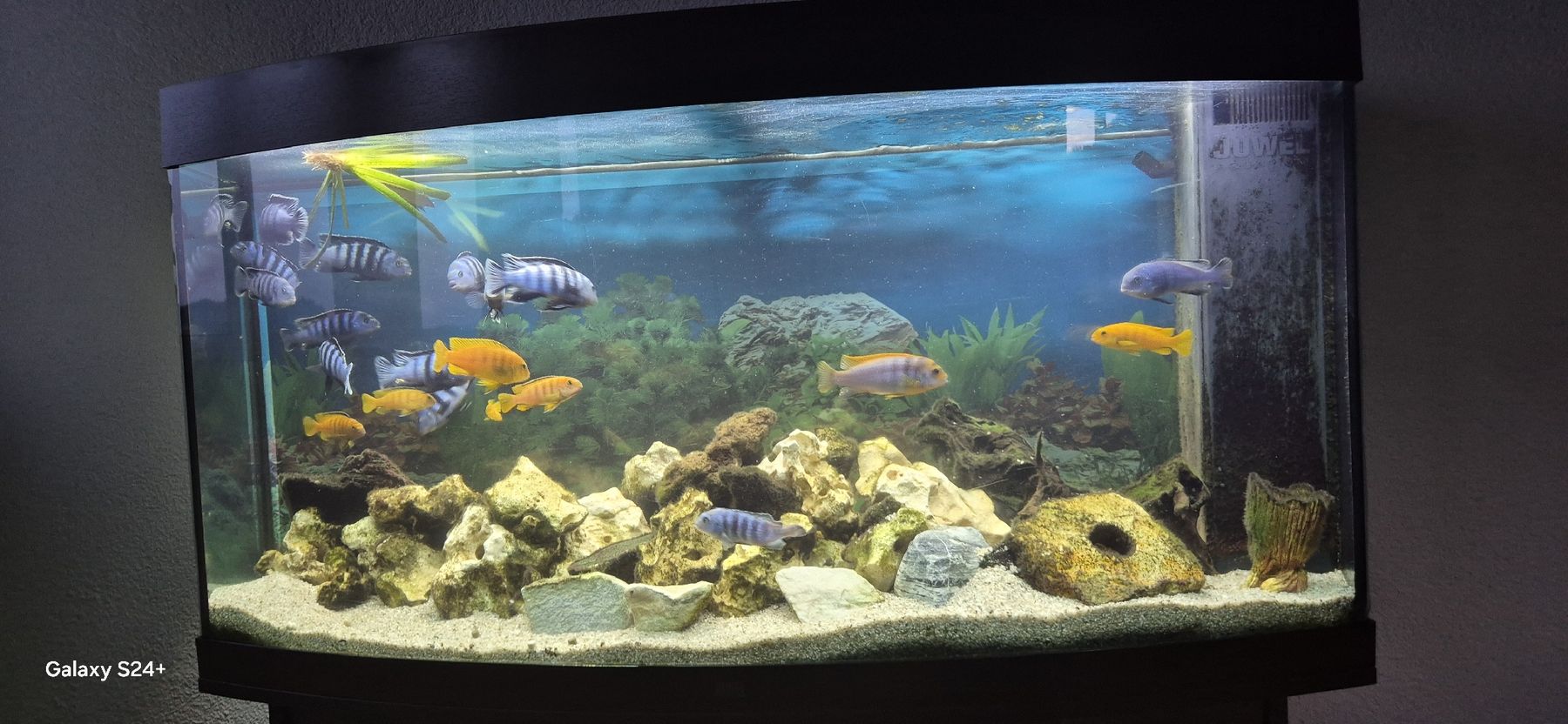 Juwel Acquari: Gebrauchtes Aquarium mit Fische. – Usato da Wattenwil venduto da claudia_spreng 3