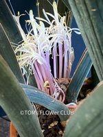 Sansevieria Hallii - direkt aus der Pflanzen-Sammlung