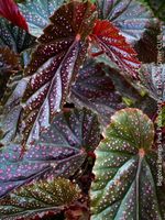 Begonia Benigo Pink Polka Dot - mit auffälligen rosa Punkten