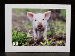 MIGROS MANIA Nature Detectives Nr. 85