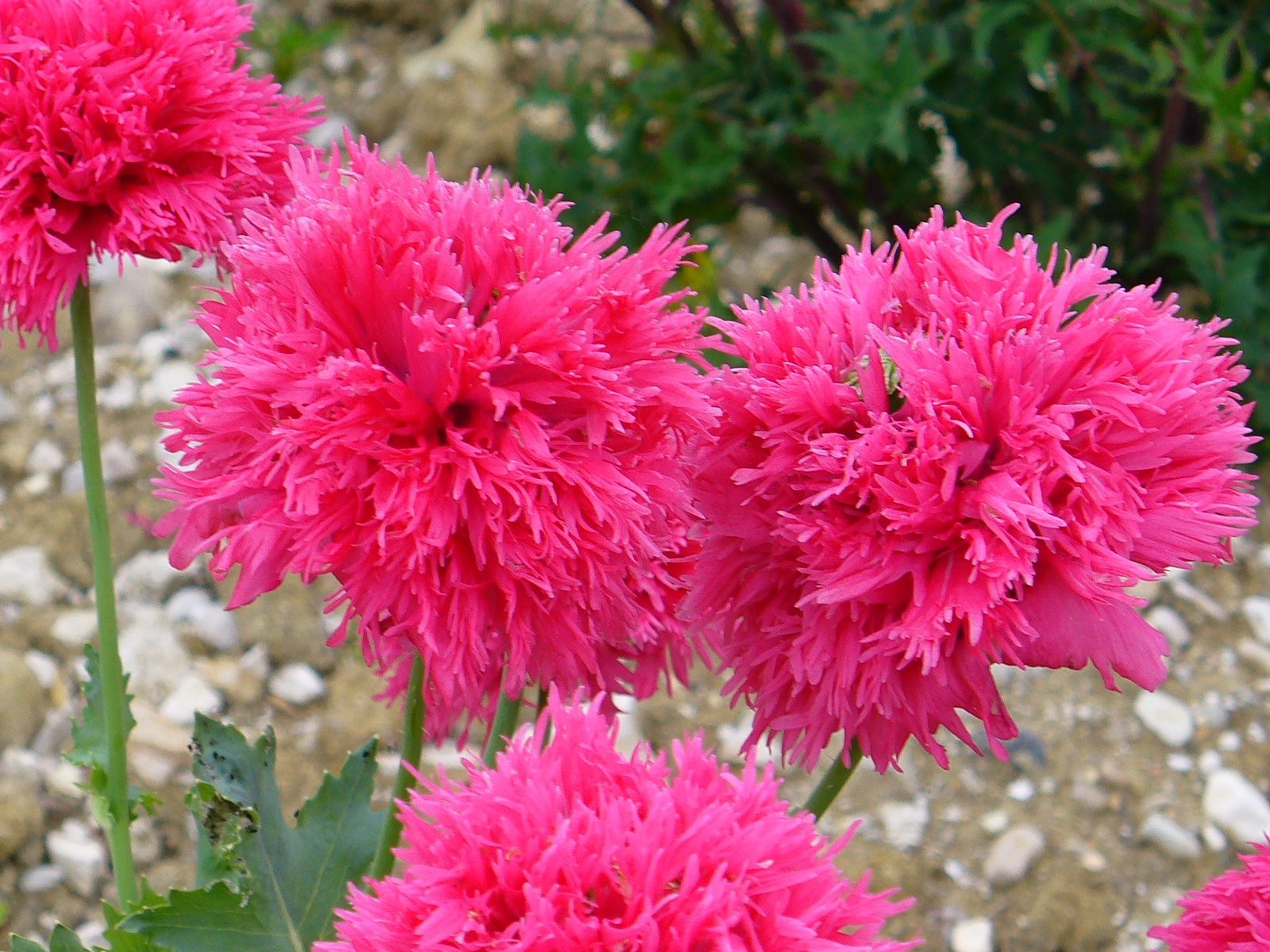 Piante & sementi: 500 Samen ROSE FEATHERS Mohn – Nuovo (secondo la descrizione) da Ehrendingen venduto da VerveinaSamen