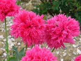 500 Samen ROSE FEATHERS Klatschmohn